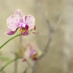 tikkun_purpleorchid